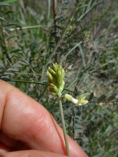 Astragalus trichopodus Bud
